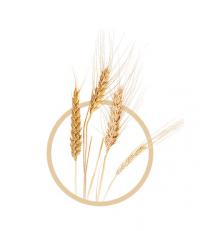 Triticale